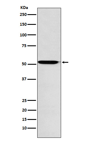 Rabbit Monoclonal to ACVR1B