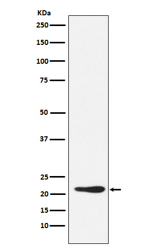 GDF3