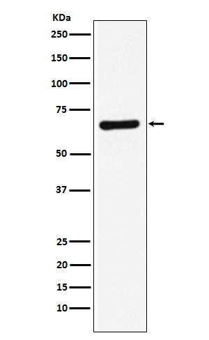 STXBP1