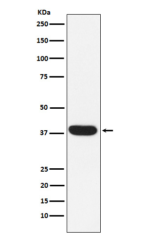 MYF5