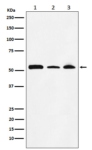 NONO/p54nrb