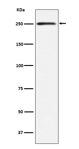 MYH11