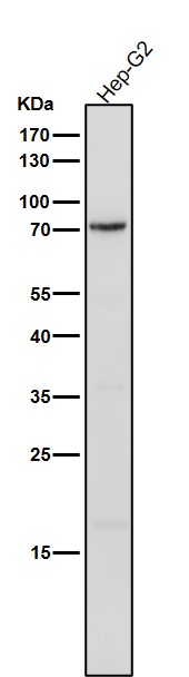 Phospho-PKC delta(Y311)