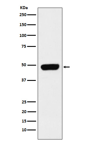 Pannexin 1