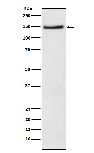 NPC1L1