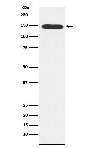 PLCB3