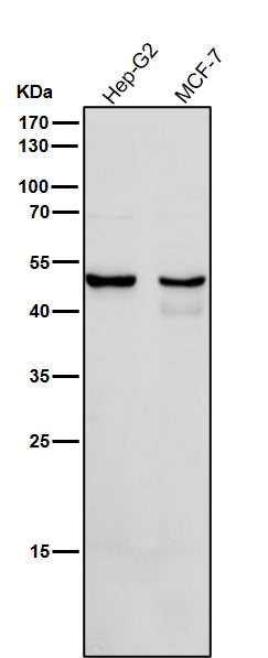 Cytochrome P450 1A2