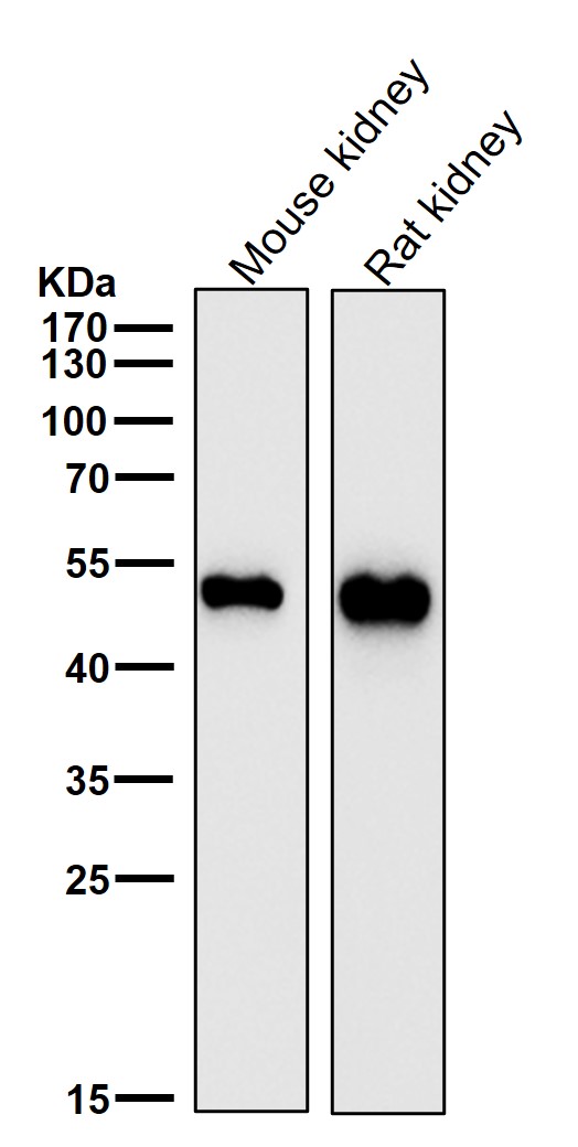 Glutathione Synthetase