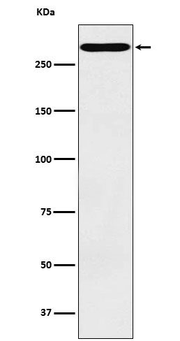CD35