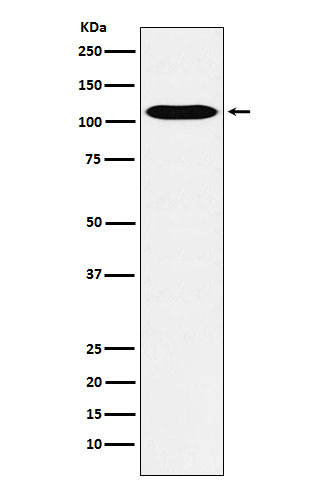 GPCR/LGR6