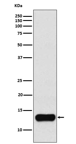 Cystatin A