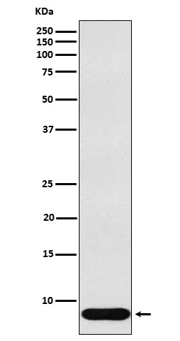 beta Defensin 1