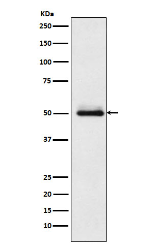Cytochrome P450 2C9