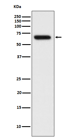 Ribophorin I