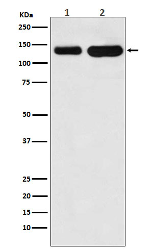 K-Cadherin