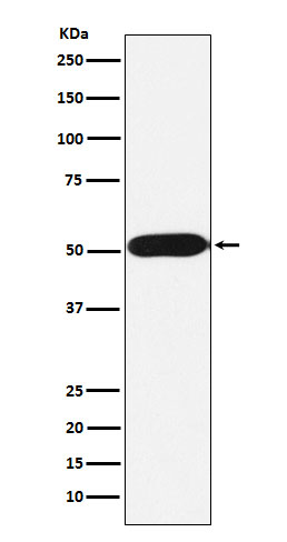 FKBP38