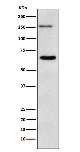 NUP153