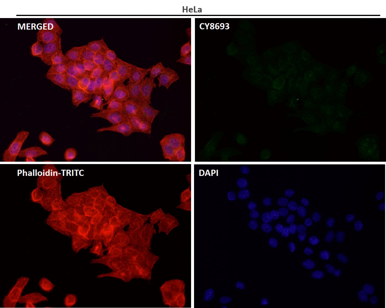 Phospho-PKCdelta(T507)