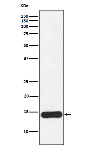 CRABP1