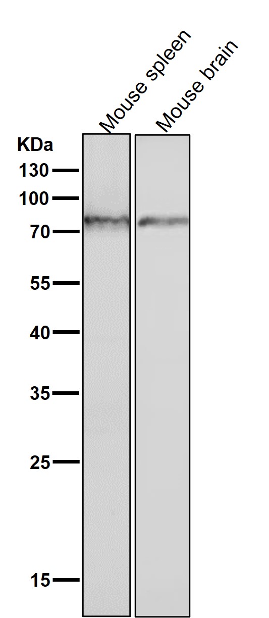 Phospho-PKC(S729)