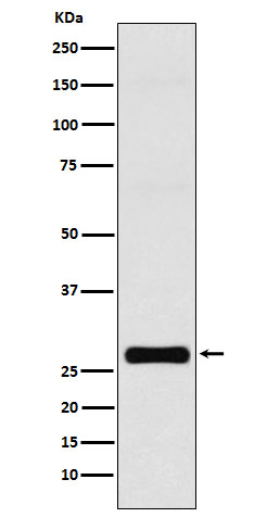 GJB1