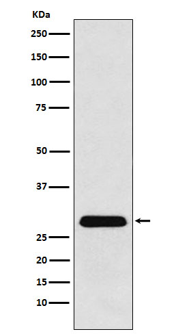 PGAM1