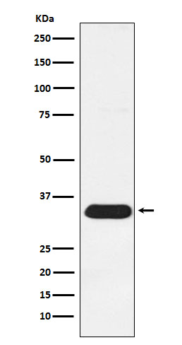 Syntenin