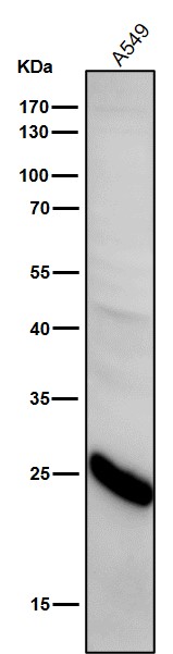 Glutathione Peroxidase 2