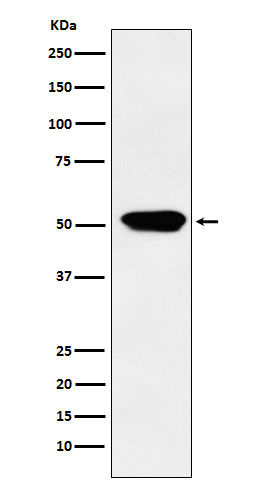 Cytochrome P450 4A