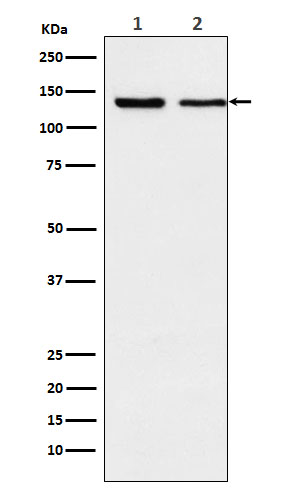 Exportin 5