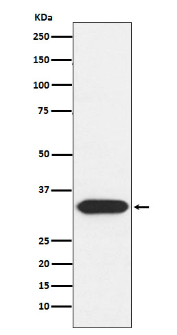 Syntaxin3