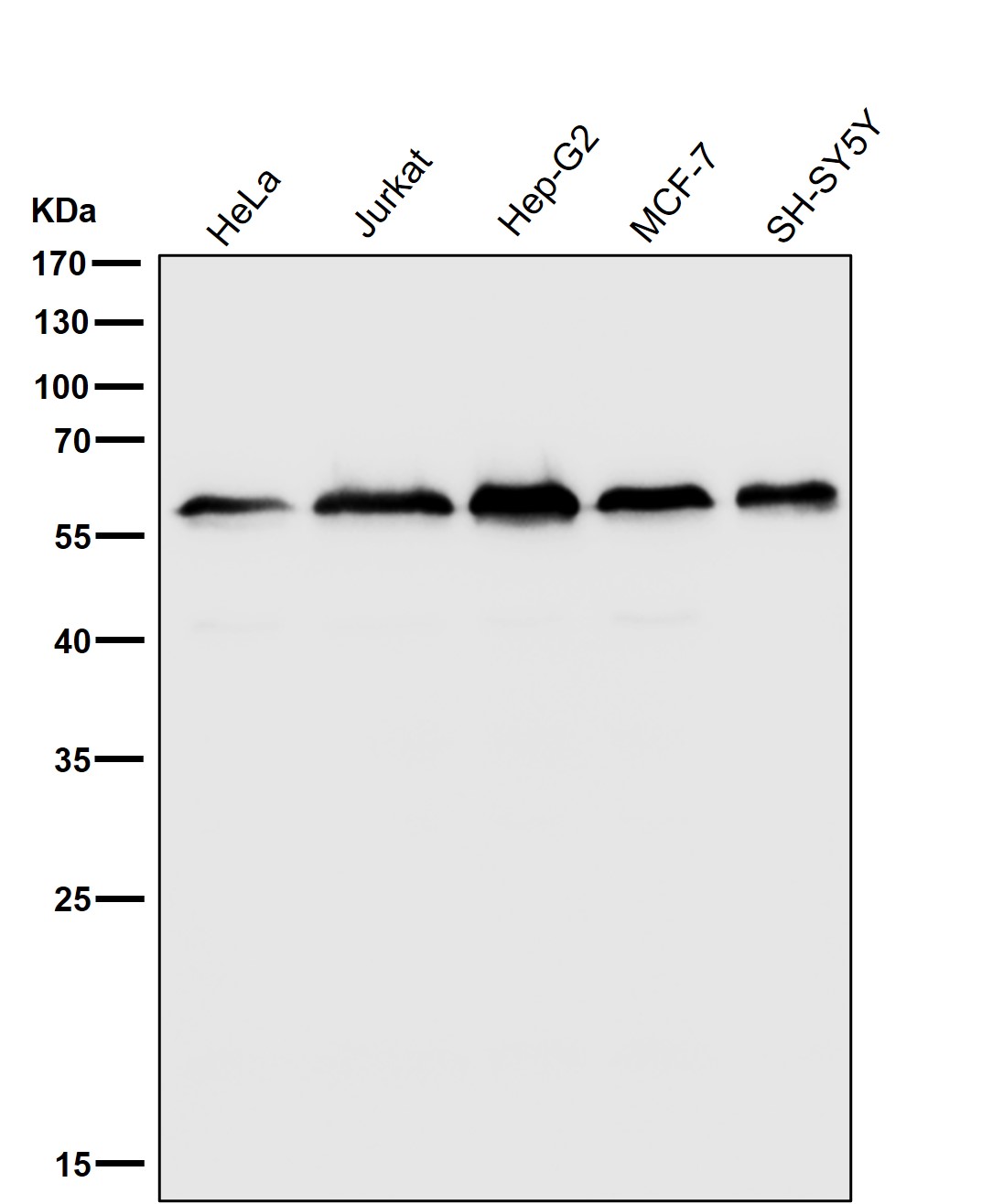 KLC3