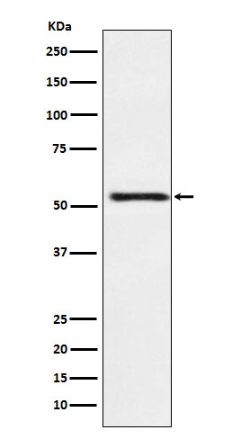 ATP4B