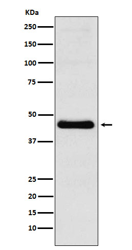 CXCR5