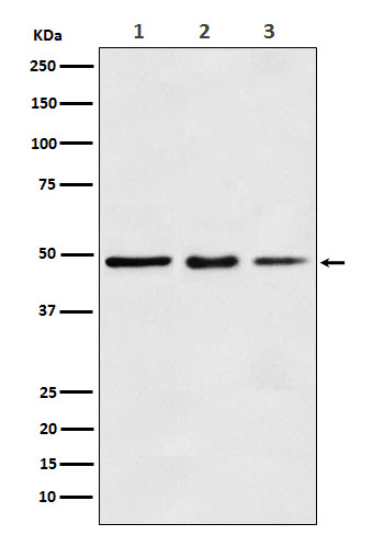 eEF1A1