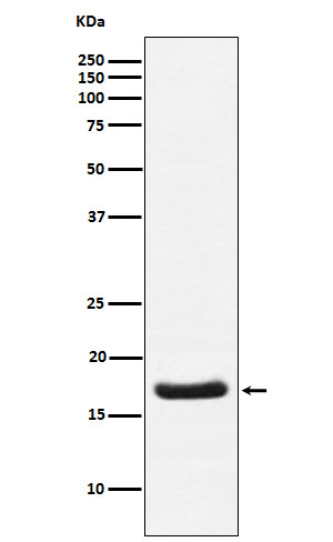 Rabbit Monoclonal to Cardiac Troponin C