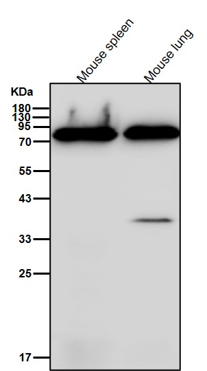 Rabbit Monoclonal to PAG