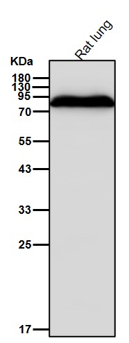 Rabbit Monoclonal to PAG