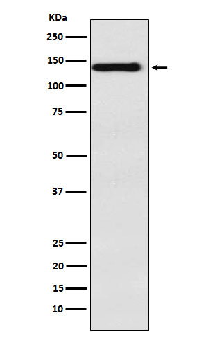 Integrin alpha 9