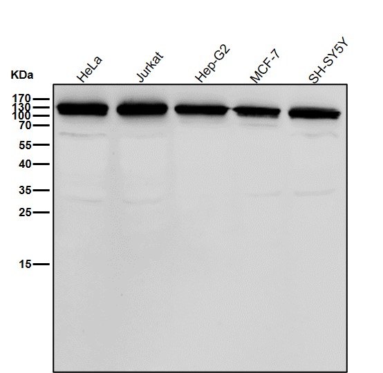 Rabbit Monoclonal to Integrin alpha 9