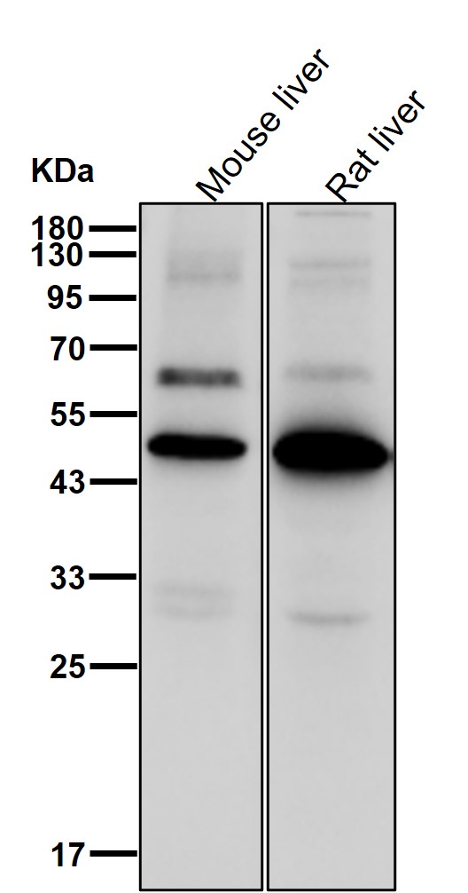 Rabbit Monoclonal to PEDF