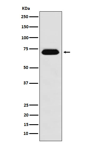 NUP62