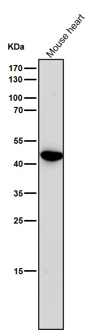 Uroplakin 3a