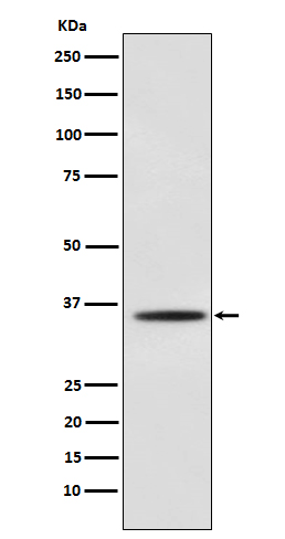 Myogenin