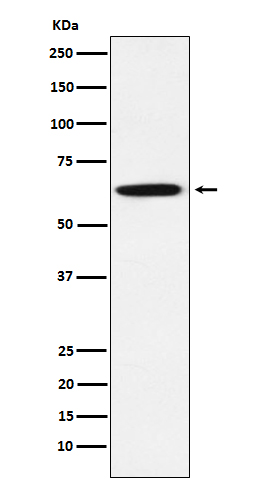 GRB7