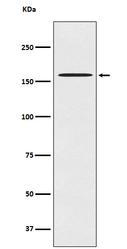 CLASP1