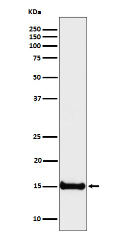 Histone H3(dimethylK4)