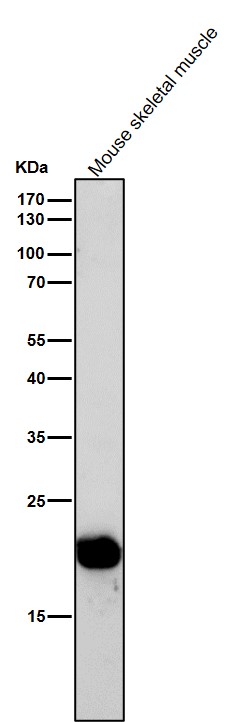 Rabbit Monoclonal to BCL2L15