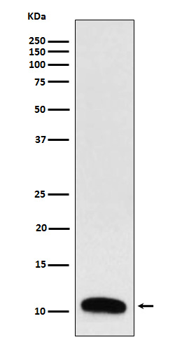 TrefoilFactor3