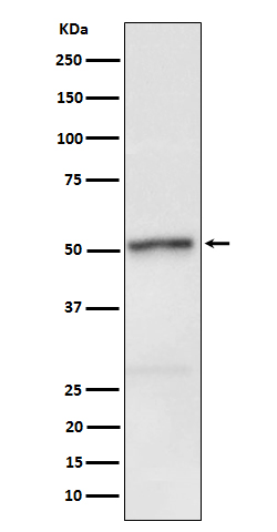 Phospho-RIP3(S232)